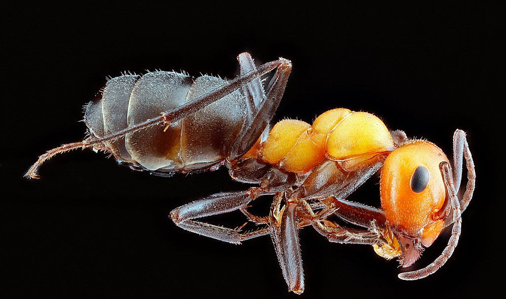 Ant Control service in Antioch, CA