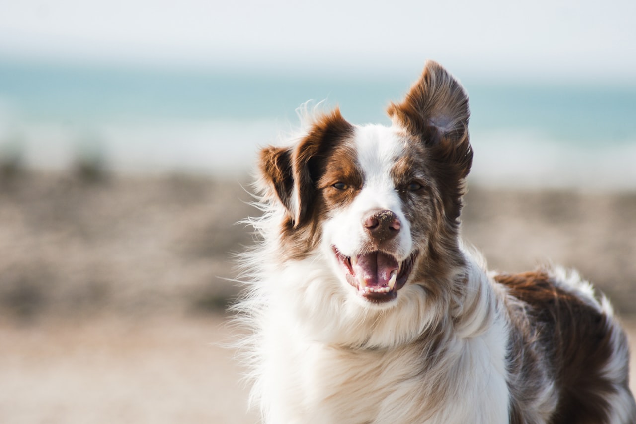 Flea & Tick Control service in Antioch, CA