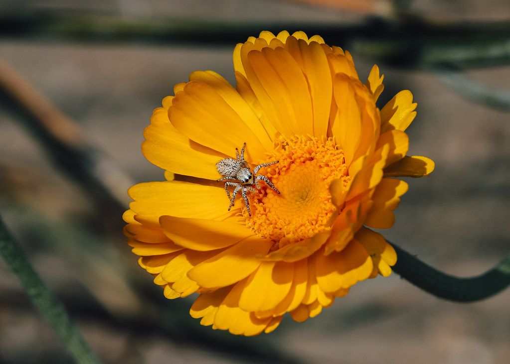 Spider Control service in Antioch, CA